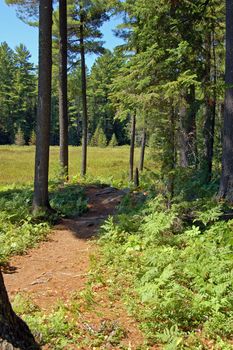 Portage in sunny pine forest in Algonquin Park
