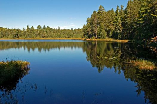 Lake in sunny pine forest in Algonquin Park