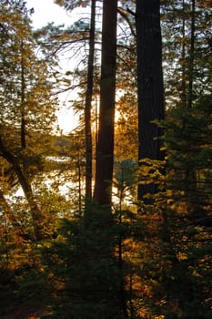 Sunset in spruce forest in Algonquin Park