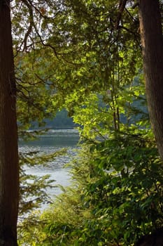 Sunset in spruce forest in Algonquin Park