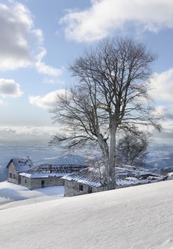 frozen tree on mountain top and view of far mountain chains