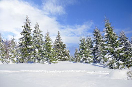 Beautiful winter mountainside landscape with snow covered pine trees and nice blue sky