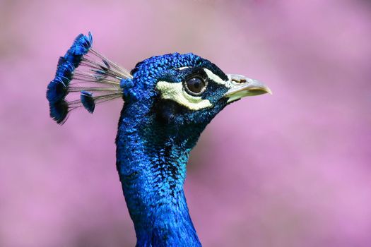 beautiful peacock in front of pink flowers