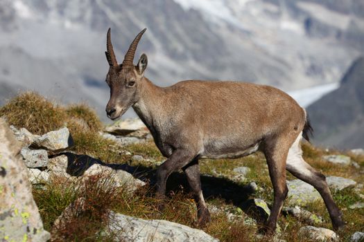 Close view on a young Capra Ibex near the White Lake near Chamonix.