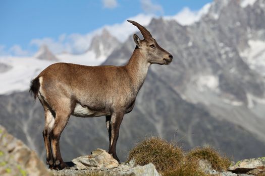 Close view on a young Capra Ibex near the White Lake near Chamonix.