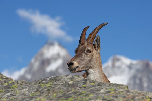 Close view on a young Capra Ibex near the White Lake near Chamonix.