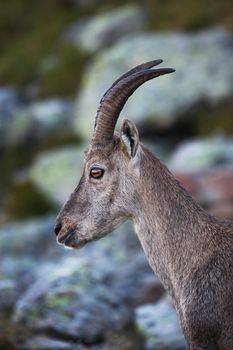 Close view on a young Capra Ibex near the White Lake near Chamonix.
