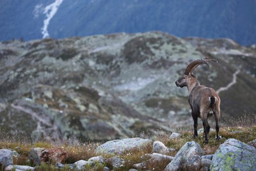 View on a male Capra Ibex near the White Lake near Chamonix.