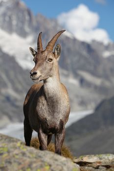 Close view on a young Capra Ibex near the White Lake near Chamonix.