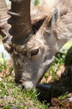 Close view on a young Capra Ibex near the White Lake near Chamonix.