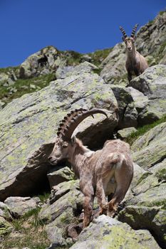 Close view on two curious Capra Ibex near the White Lake near Chamonix.