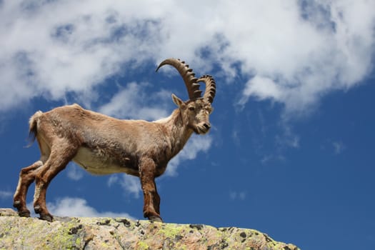 Close view on a young Capra Ibex near the White Lake near Chamonix.