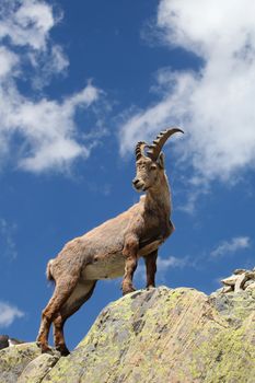 Close view on a young Capra Ibex near the White Lake near Chamonix.