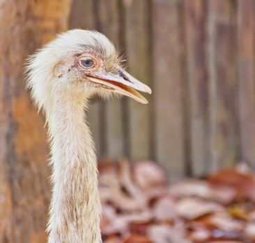 Greater rhea