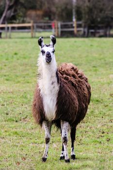 Alpaca's and Llama's both come from the Camelid family of animals
