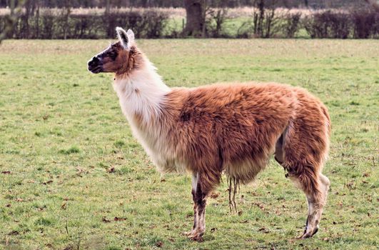 Alpaca's and Llama's both come from the Camelid family of animals