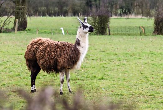 Alpaca's and Llama's both come from the Camelid family of animals