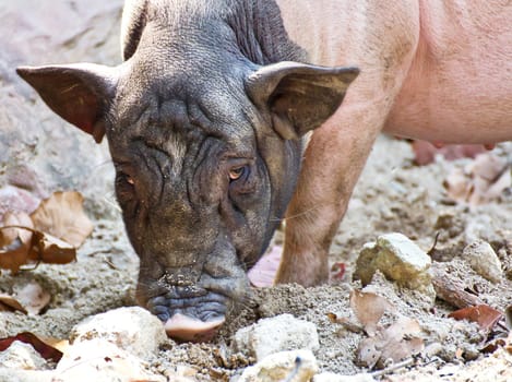 Miniature pig