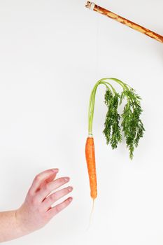 some hand tries to catch the carrot.