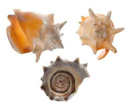 Seashell  isolated on white background