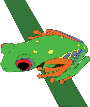 illustration of a red eyed tree frog on a twig