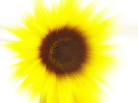 Abstract sunflower blur background