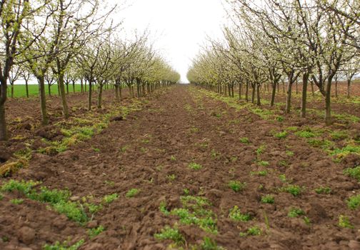 an apple orchard blooming in spring