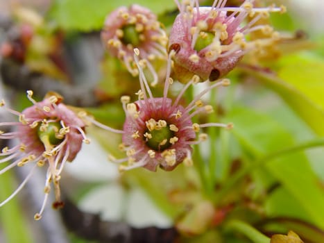 a close-up of a newborn cherries in a died flower