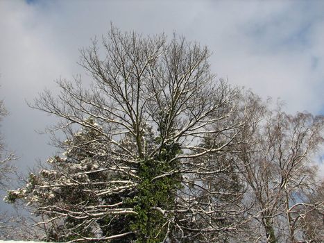 Nature Background with Trees