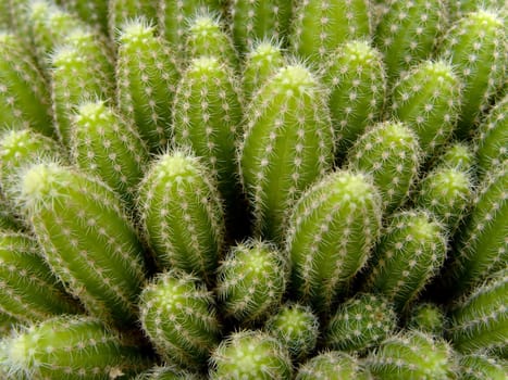 a close-up of a group of cactus