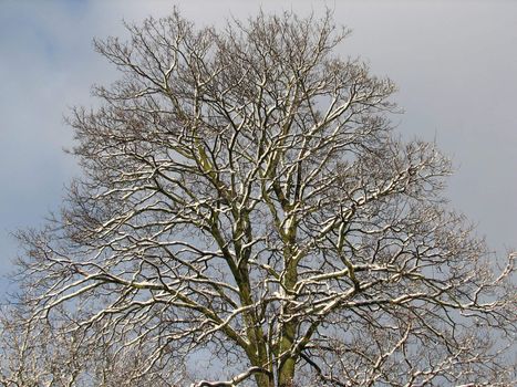 Nature Background with Trees