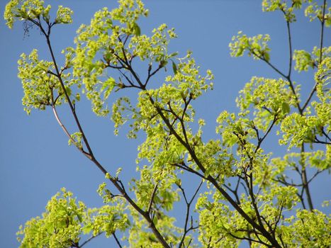 Nature Background with Trees