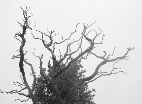 black-and-white nature background with dead oak in the mist