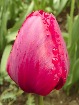 a pink tulip on a green background