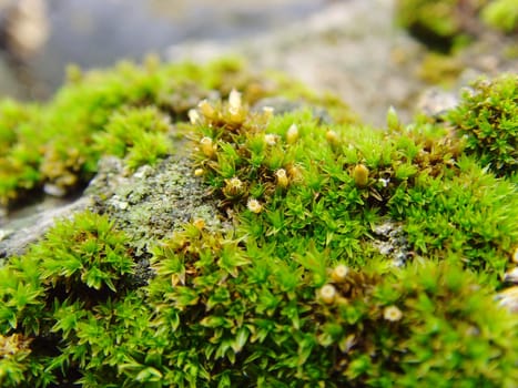 a close-up of a moss on a dead tree