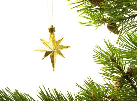 asterisk cristmas,cristmas star in frame of the branches of the pine