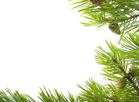 green branches of the pine,embellishment cristmas,white background