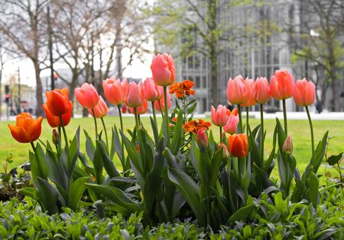 Big city flowers