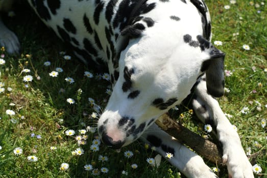 Dalmatian dog laying in a field; playing with branch  