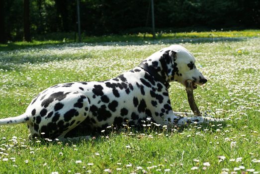 Dalmatian dog playing with a branch in an open field.