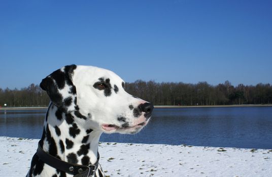 Portrait of a dalmatian in the snow against a blue sky.