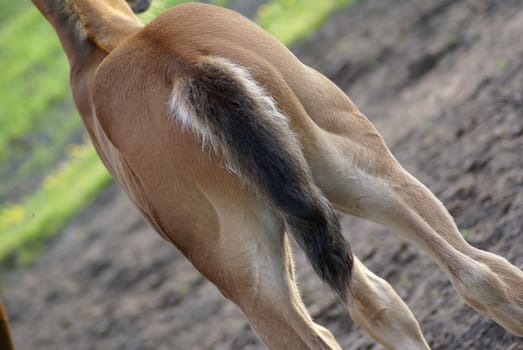 A foal's behind with it's little tail.