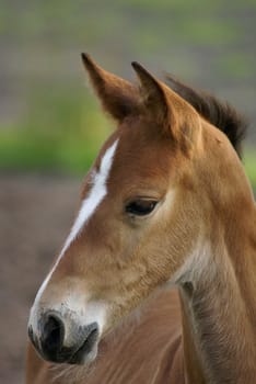 A  portrait of a foal.