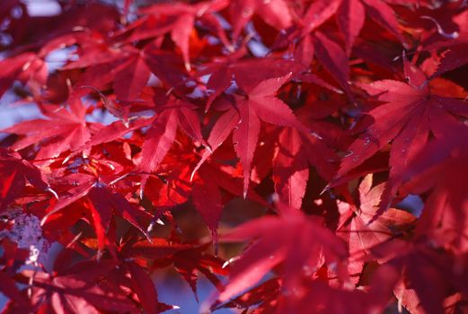 Red maple leaves fill the screen. 