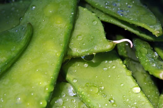 Wet sweet peas / Sukkererter.
Norwegian.