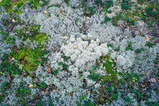 Natural background of different moss in the forest