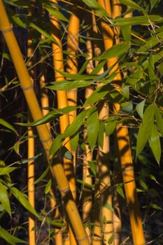 Bamboo with green leaves