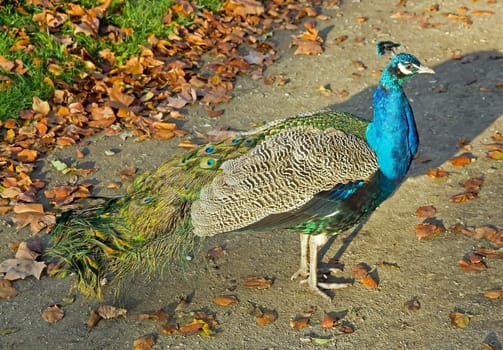 peacock strolling in a park alley (near Paris France)