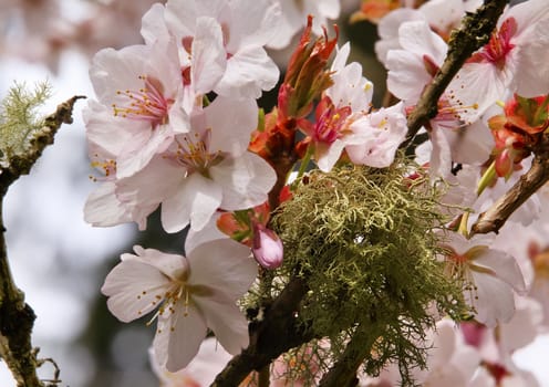 Pink Cherry Blossoms Flowers Blooming Green Moss Orchard Spring in Washington