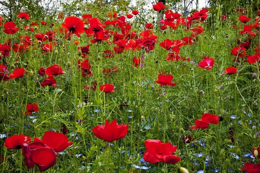 Red Poppies Flowers in Field Snoqualme Washington Papaver Rhoeas Common Poppy Flower

Resubmit--In response to comments from reviewer have further processed image to reduce noise, sharpen focus and adjust lighting.